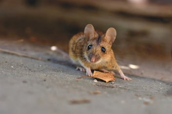 Massachusetts Mice in Summer