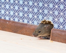 A mouse peeking its head through a hole in an interior wall