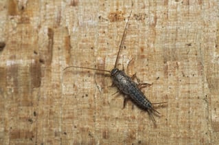 Basement Bugs in Wellesley, MA