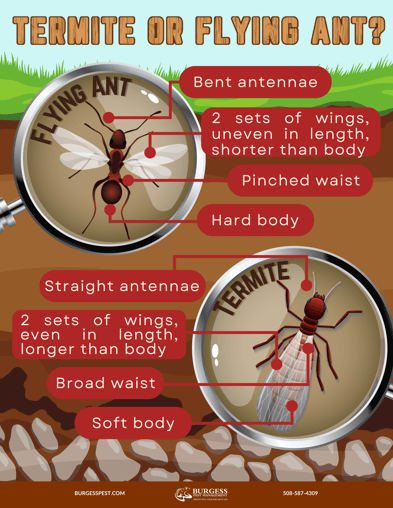 Termites vs Flying Ants Graphic