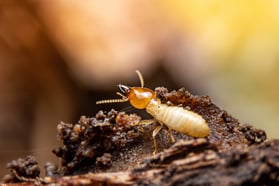 Termite Facts Massachusetts Rhode Island