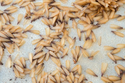 Am  I Inviting Termites to My Massachusetts Home