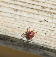 Lone Star Ticks in Massachusetts