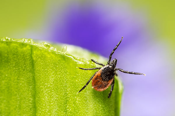 Stuck on You: How Ticks Hitchhike