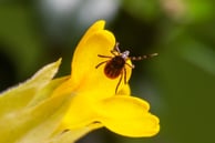 TICK QUESTING YELLOW FLOWER