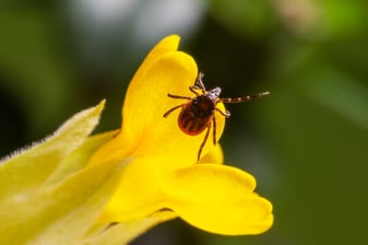 What You Should Know About Ticks in New England