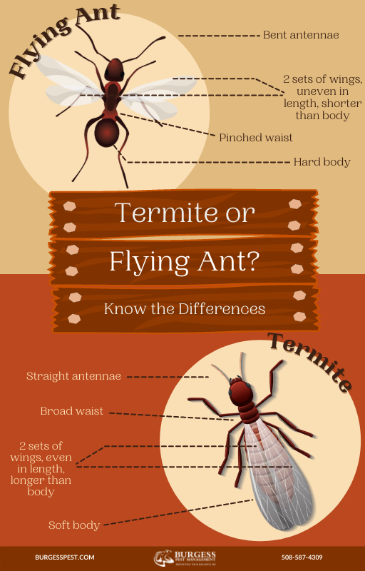 Termites or Flying Ants? Know the Difference