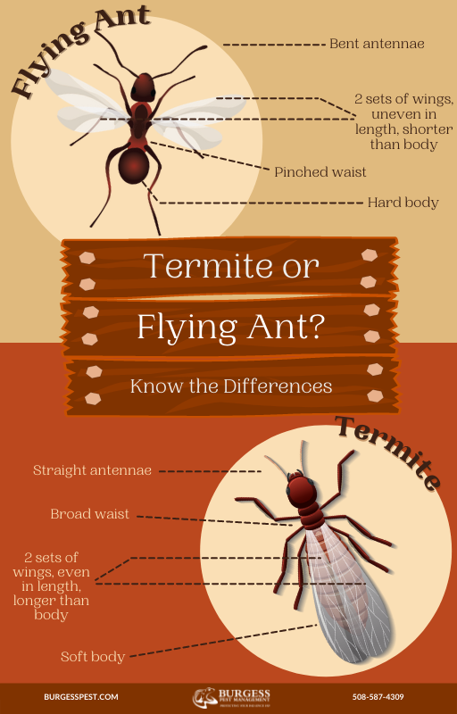 Termites or Ants Massachusetts Rhode Island