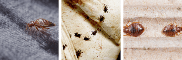 It's Vacation Season - Don't Bring Bed Bugs Home!