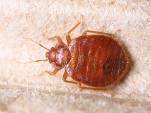 Tick or Bed Bug?