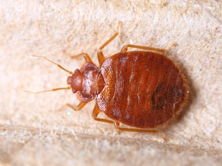 bed bugs are excellent hitchhikers