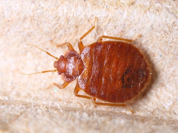 how to properly inspect for bed bugs