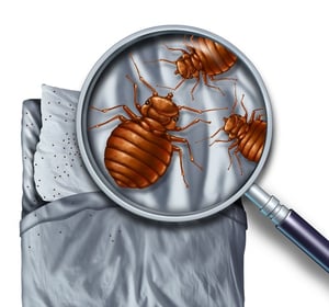 how to properly inspect for bed bugs