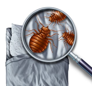 bed bugs in massachusetts