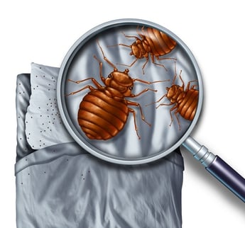 Hide & Seek with Bed Bugs