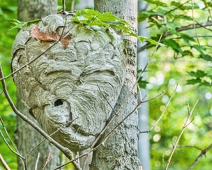 bees nest removal Massachusetts