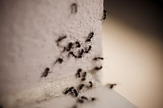 massachusetts ant control