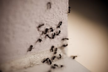 Ants-ering Your Massachusetts Ant Questions