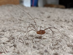 Basement Bugs in Wellesley, MA