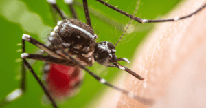 Massachusetts tick and mosquito control