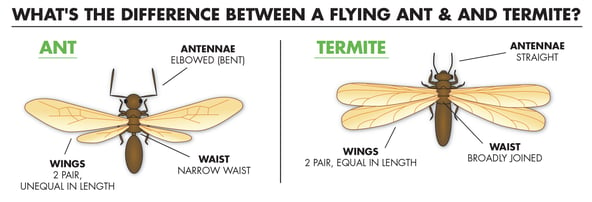 Massachusetts Flying ants or Termites