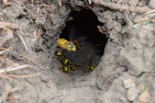 Cape Cod Bee Control, Stinging Insect Nest Removal