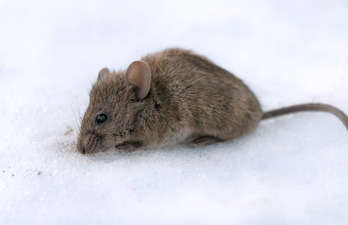 mice in winter