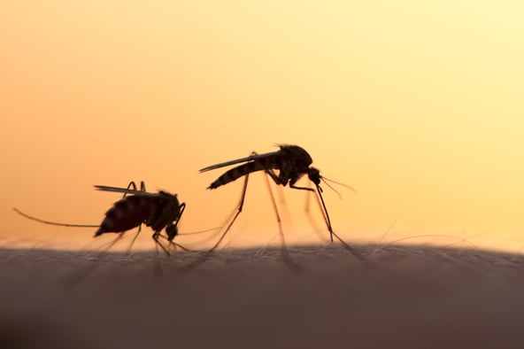 When are mosquitoes most active in Massachusetts?