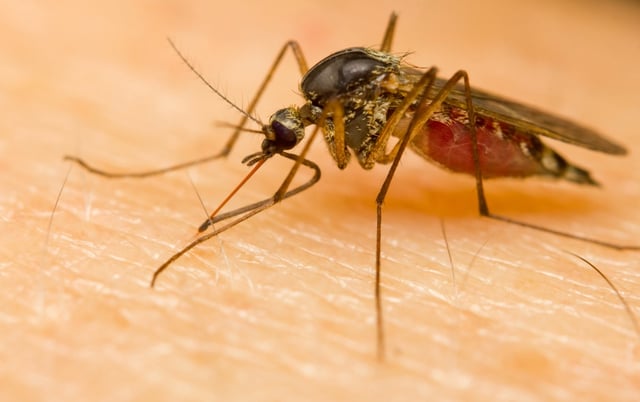 backyard mosquito control in massachusetts