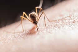 Biting Back at Tick & Mosquito Season Massachusetts