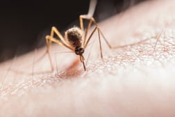 Mosquito-Borne Diseases in Easton Massachusetts EEE WNV