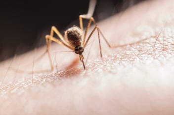 West Nile Virus Massachusetts Mosquitoes