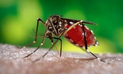 Mosquito repellent plants Massachusetts