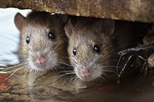 rodent control in massachusetts