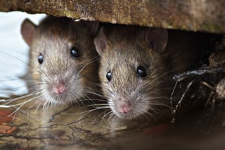 three common places to search for mice
