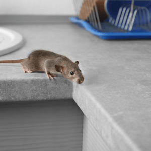 Deer Mice vs. House Mice