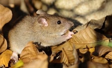 Massachusetts pest control rodent control