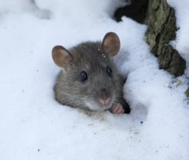 Mice in Winter Massachusetts Rhode Island