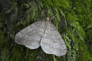 gypsy moth caterpillars massachusetts