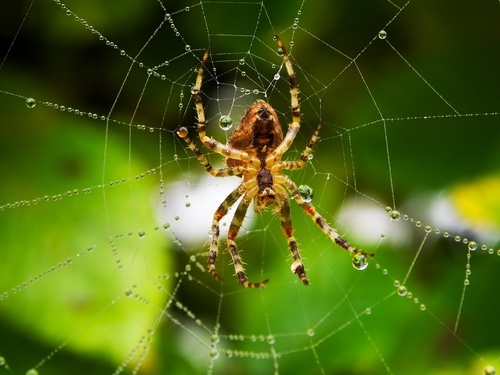 spiders in massachusetts