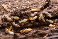 termites-3