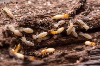 Teamwork Makes the Dream Work: Termite Roles Within the Colony