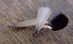 Termite swarm Massachusetts