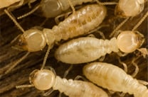Cape Cod termite control