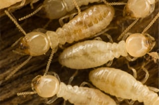 termites in massachusetts