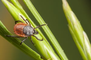 Massachusetts tick control