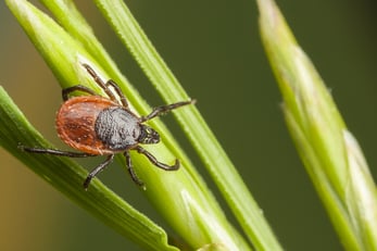 Oh, Deer! Ticks Are Still Active in January