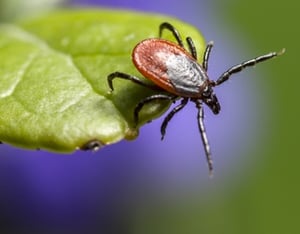How Mice Can Spread Lyme Disease