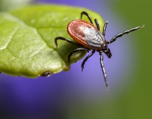 Massachusetts tick control