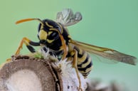 wasp on branch